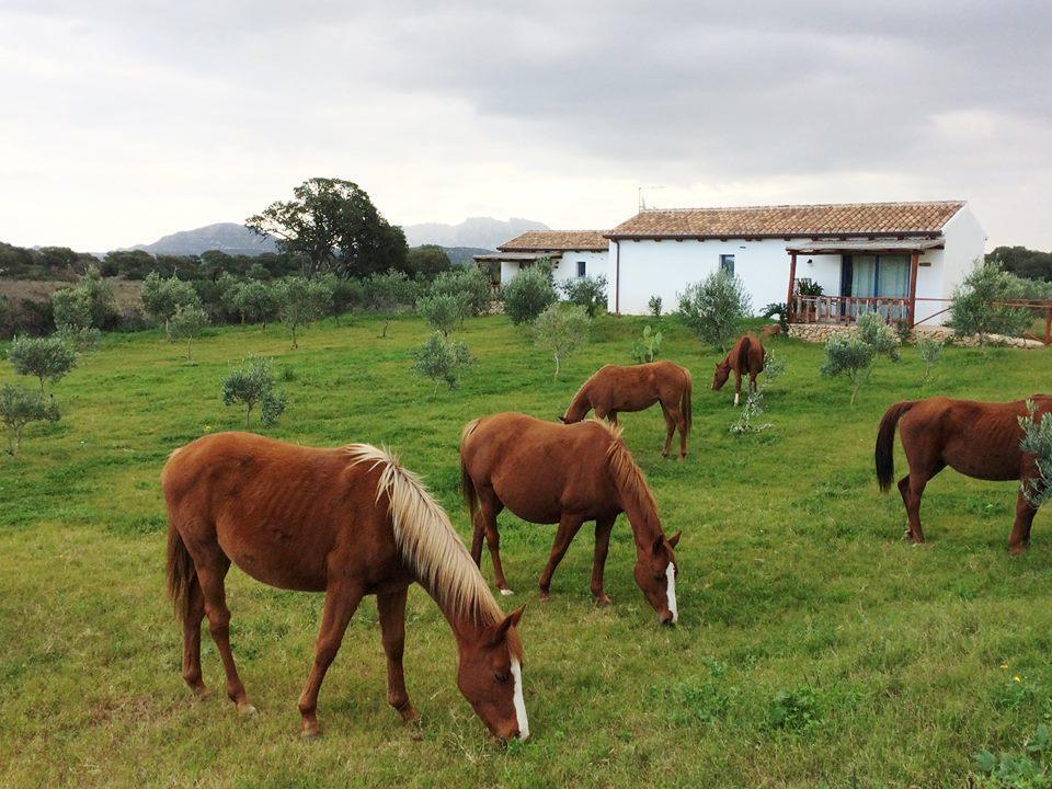Agriturismo Mieleamaro Villa Olbia Exterior foto